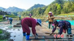 贵州沿河:水稻育秧机械化 省时省力效率高 贵州沿河:水稻育秧机械化 省时省力效率高